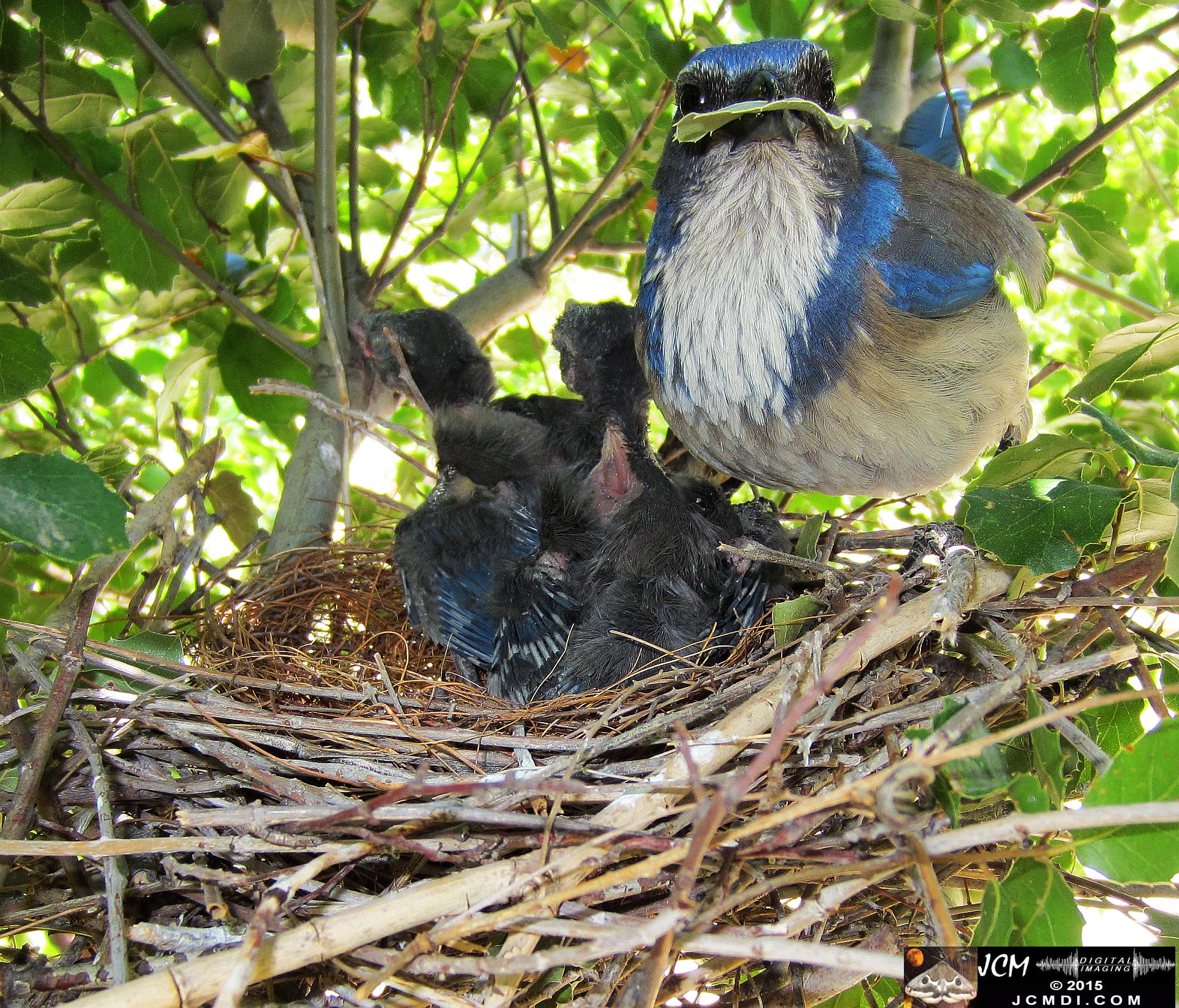 Scrub Jay Nest Documenatry with chicks